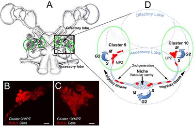 From Blood to Brain: Adult-Born Neurons in the Crayfish Brain Are the Progeny of Cells Generated by the Immune System